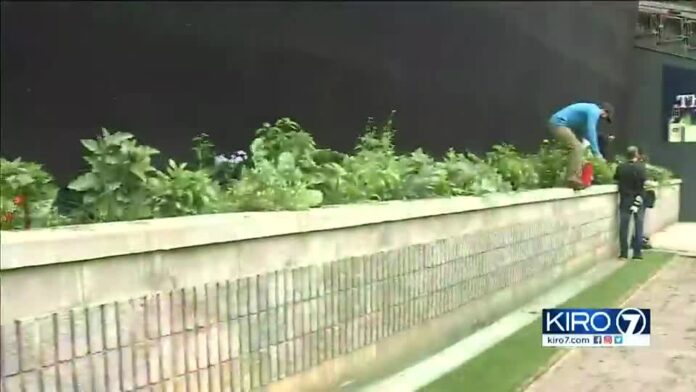 Urban garden growing at T-Mobile Park to provide produce to